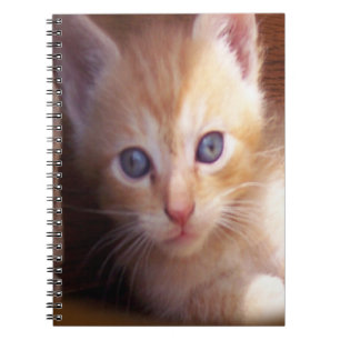 Cats Notebook
