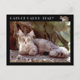 Cats of Capri - Italy Postcard