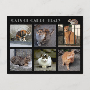 Cats of Capri - Italy Postcard