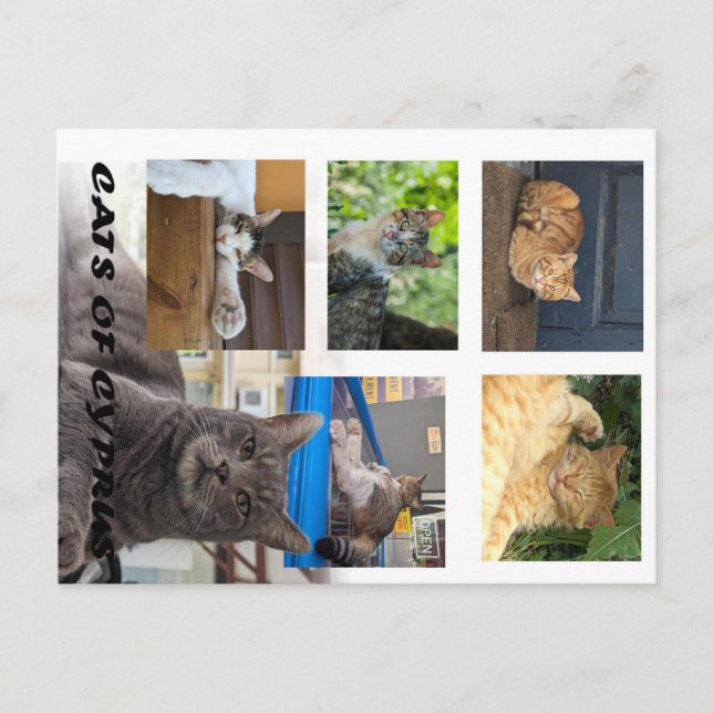 Cats of Cyprus postcard (Front)