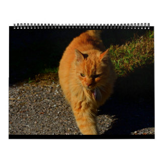 Cats of Vermont 2024 Calendar