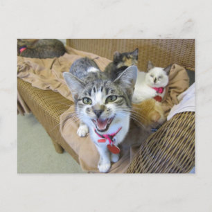 Cats on Couch Postcard