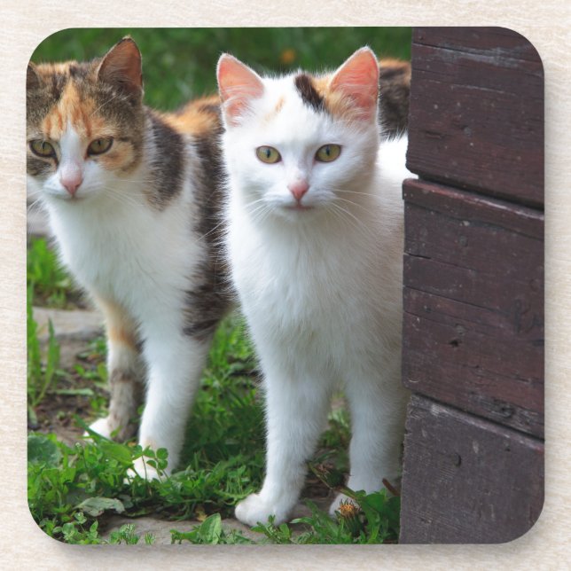 Cats out playing coaster (Front)