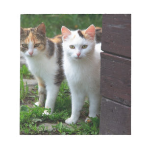 Cats out playing notepad