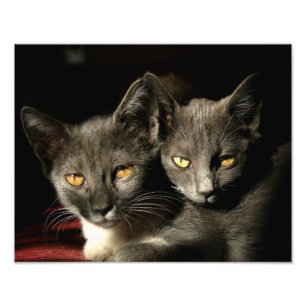 Cats Photgraphy Kodak Professional Photo Paper Print