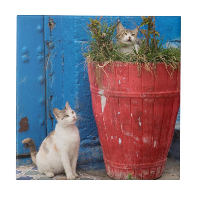 Cats playing around, Rabat, Morocco Tile (Front)