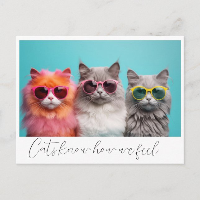 Cats Postcard (Front)