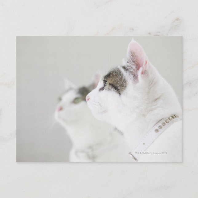 Cats Postcard (Front)