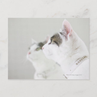 Cats Postcard