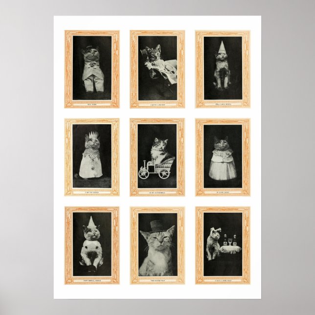 Cats Poster (Front)