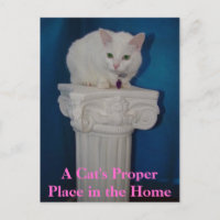Cat's Proper Place in the Home
