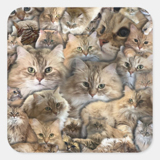 Cats! Siberian Forest stickers
