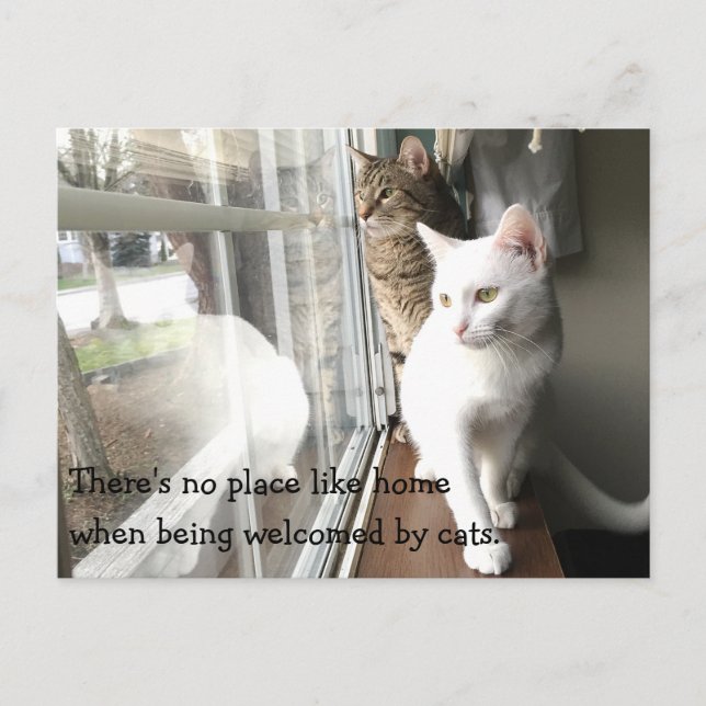 Cats Sitting by the Window Postcard (Front)