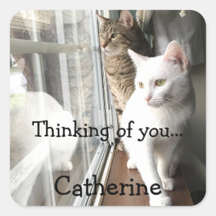 Cats Sitting by the Window Square Sticker