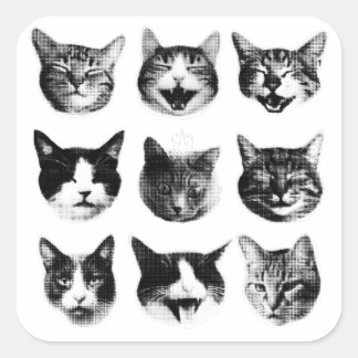 Cats Square Sticker