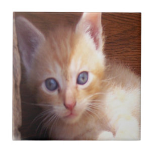 Cats Tile