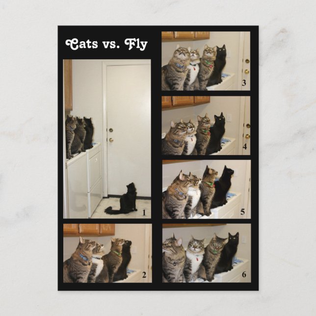 Cats vs Fly Postcard (Front)