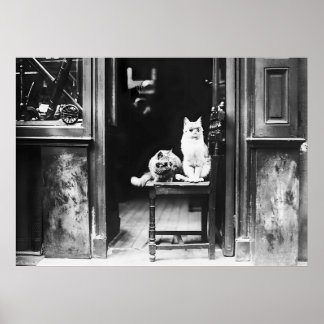 Cats Wearing Sunglasses, Black and White Vintage  Poster