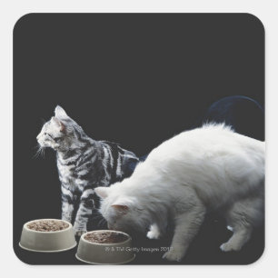 Cats with bowl of food square sticker