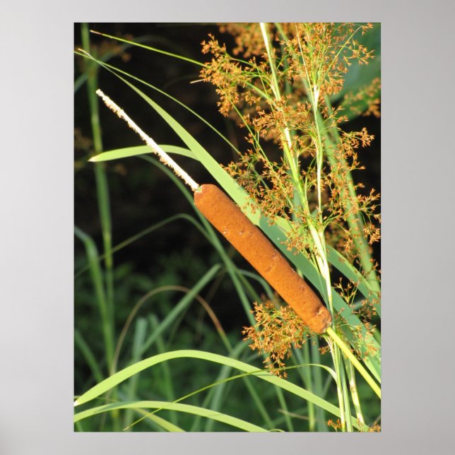 Cattail at Sunset Poster (Front)