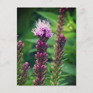 Cattail gayfeather flower. Glossy Poster Postcard