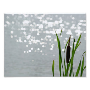 Cattail in Front of Lake Photo Print