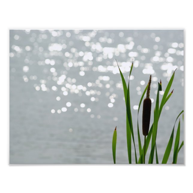 Cattail in Front of Lake Photo Print (Front)