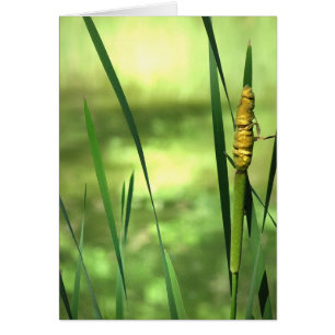 Cattails at the Pond