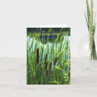 Cattails At The Pond, Sympathy