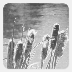 Cattails by the Pond in Black and White Square Sticker