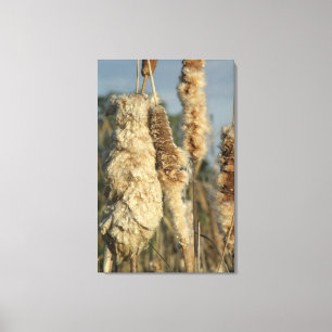 Cattails Canvas Print