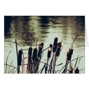 Cattails, Pond Plants