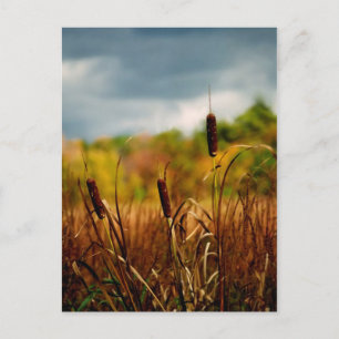 Cattails Postcard