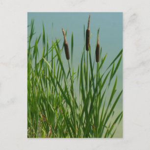 Cattails Postcard