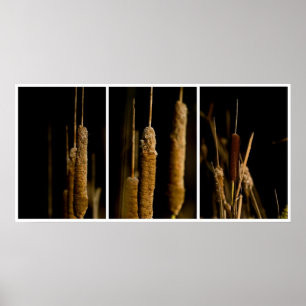 Cattails Poster