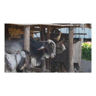 Cattle And Chickens In Cambodia Photo Print