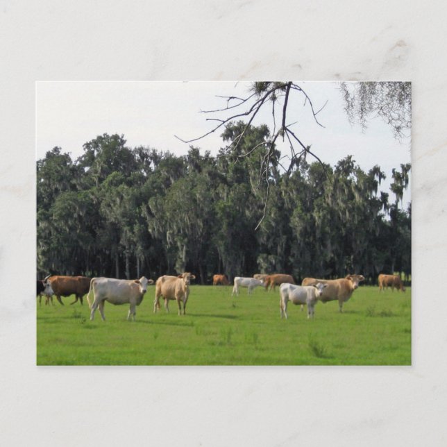 Cattle and Cypress Postcard (Front)