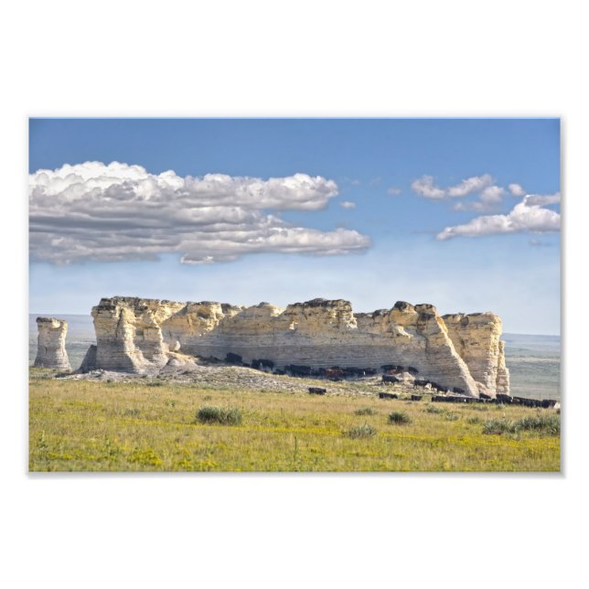 Cattle at Monument Rocks, Kansas Photo Print (Front)