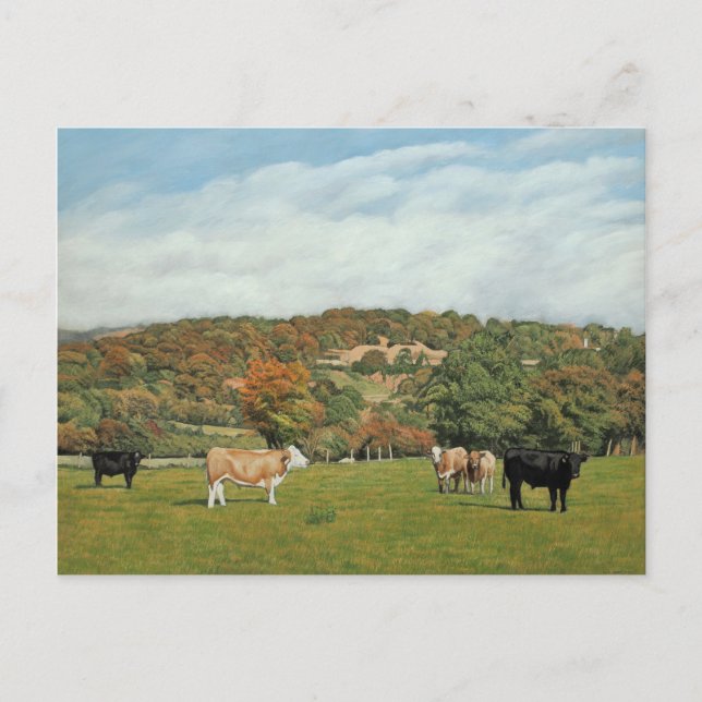 Cattle at Pentyrch Postcard (Front)