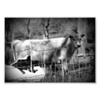 Cattle Black and White