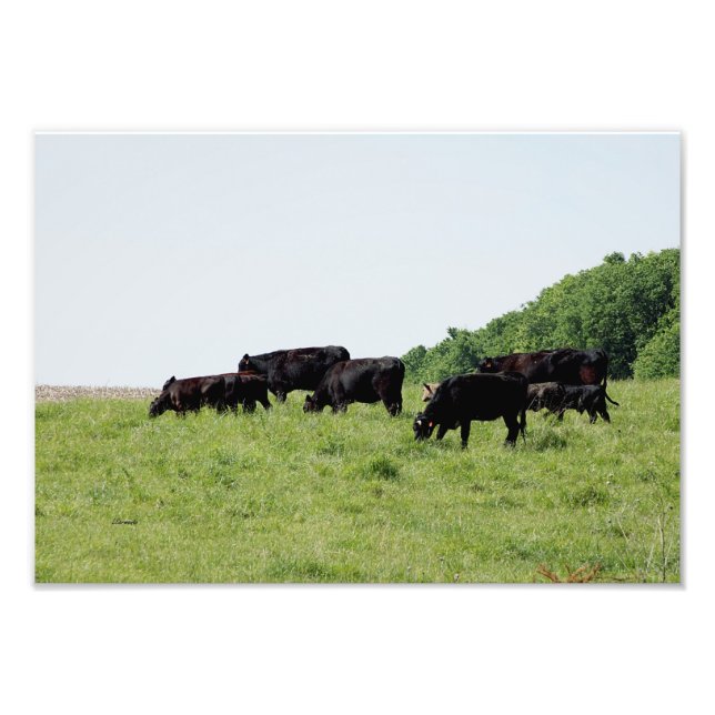 Cattle Black Angus Photo Print (Front)
