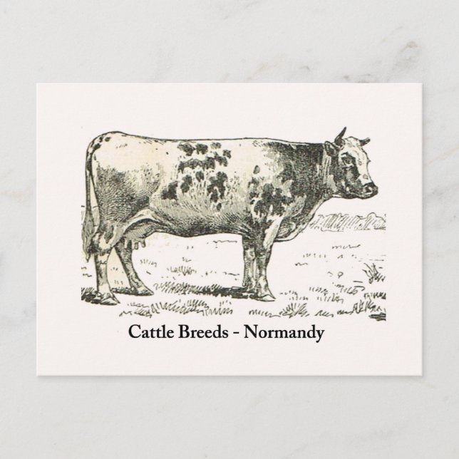 Cattle Breeds, Normandy, 1900 Postcard (Front)