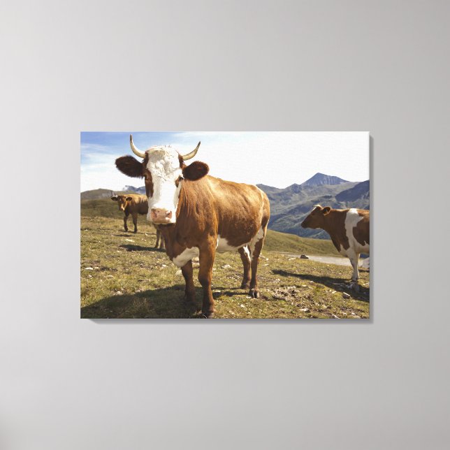 Cattle Canvas Print (Front)
