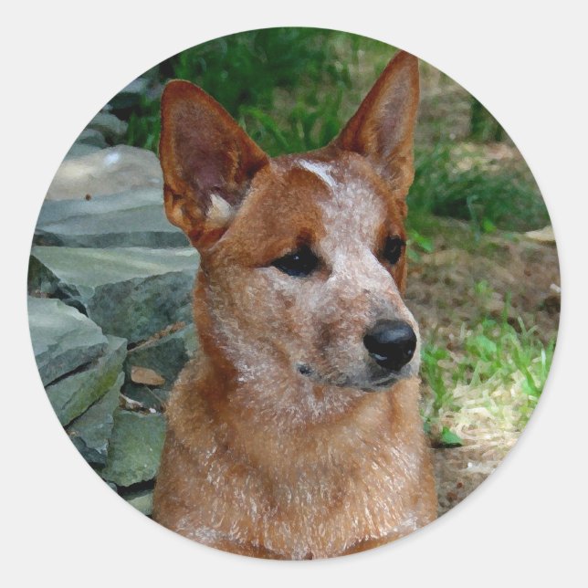 Cattle Dog Classic Round Sticker (Front)