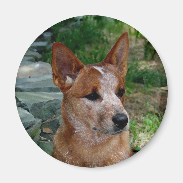 Cattle Dog Magnet (Front)