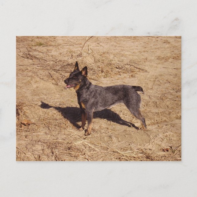 Cattle Dog Post Card (Front)