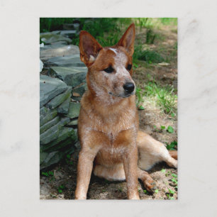 Cattle Dog Postcard