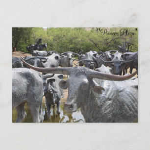 Cattle Drive # 12 Postcard