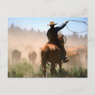 Cattle Drive Postcard