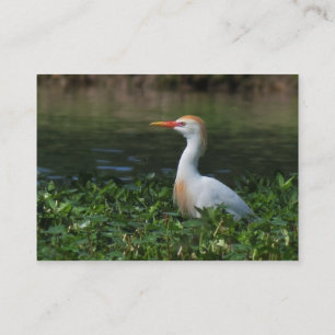 Cattle Egret ATC Photo Card